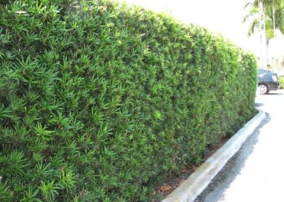 Plants