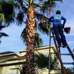 Tree Service