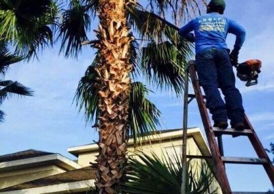 Tree Service