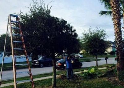 Tree Service