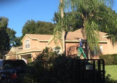 Tree Service