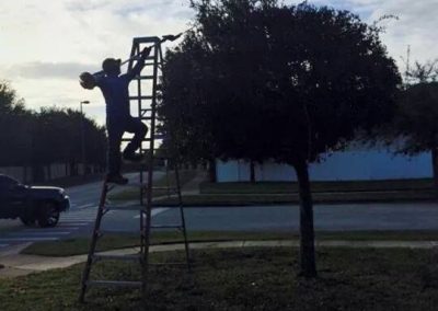Tree Service