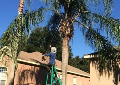 Tree Service