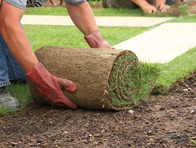 Landscaper in Ocoee, FL