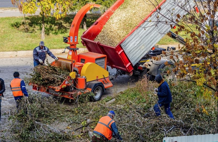 Tree Service in Ocoee, FL